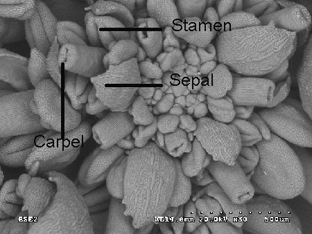 SEM ap1 mutant