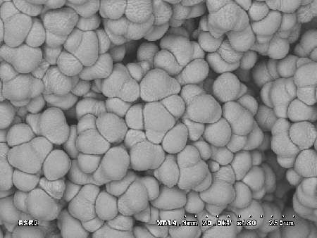 SEM ap1 cal mutant
