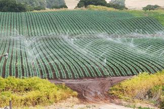 Watering crops in central California