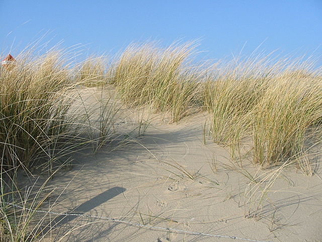 Strandgras Dunes