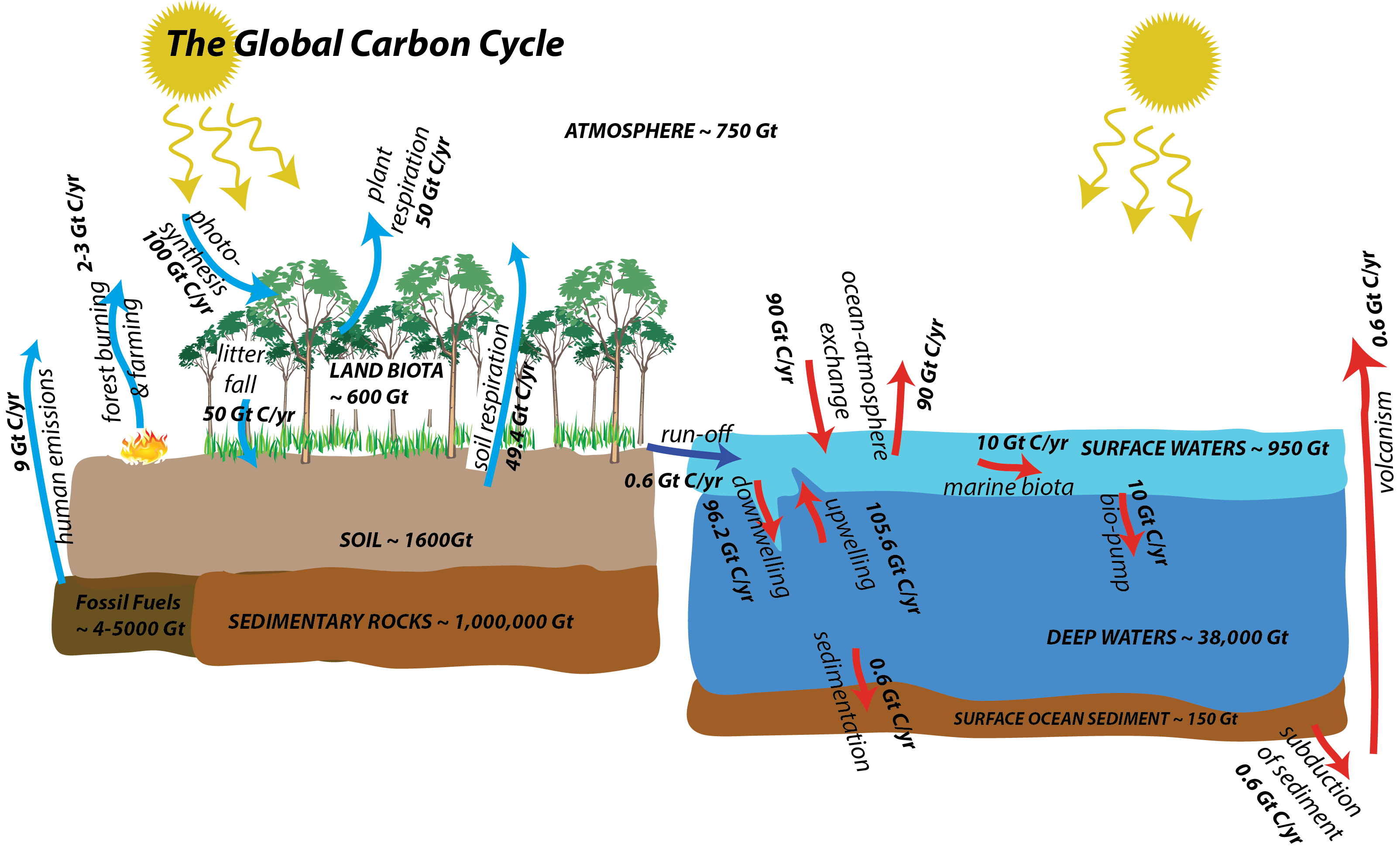 Labeled Easy Carbon Cycle Diagram - Diagram Media