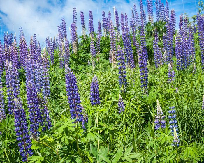 The Andean lupine, Lupinus mutabilis