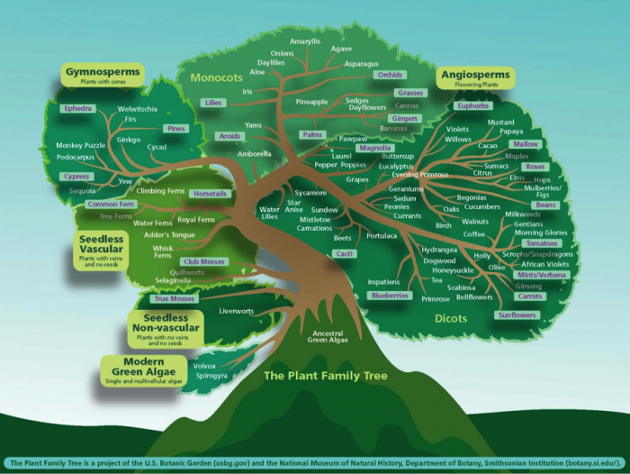 Plant Families