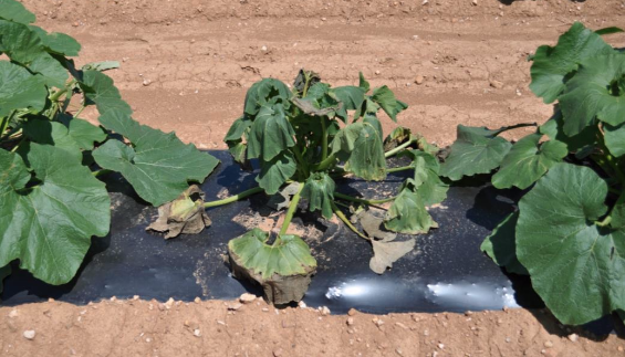 Figure 8.2.22: This pumpkin plant is infected with Bacterial wilt (<em>Ralstonia Solanacerarum</em>) that was vectored (introduced) by a cucumber beetle insect.