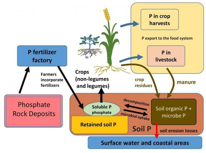 The Phosphorus Cycle and Human Management of Soils