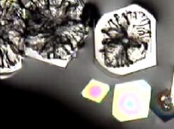 crystallization of salicylate melt on slide