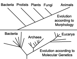 Mechanisms of Evolution Links