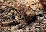 Picture of an ocelot