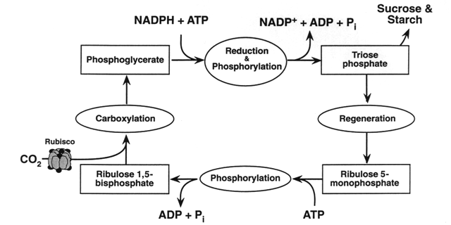 light reaction of photosynthesis biology