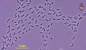 Acidophilic Bacteria