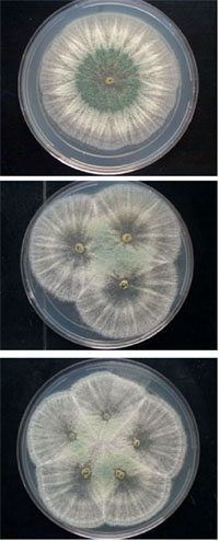 Trichoderma
