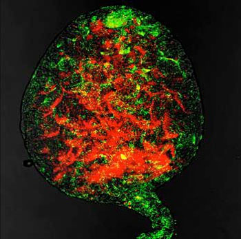 Wolbachia in Insect Testes