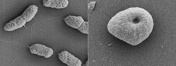 MICROORGANISMS THAT DWELL AT THIS MICROBIAL OBSERVATORY