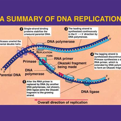 What Is The Template For Dna Replication