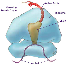 Featured image of post How to Make Process Of Making A Protein From Rna