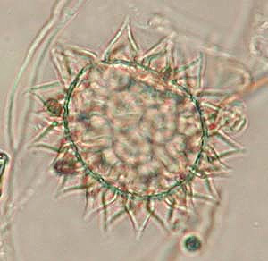 Tardigrade Egg