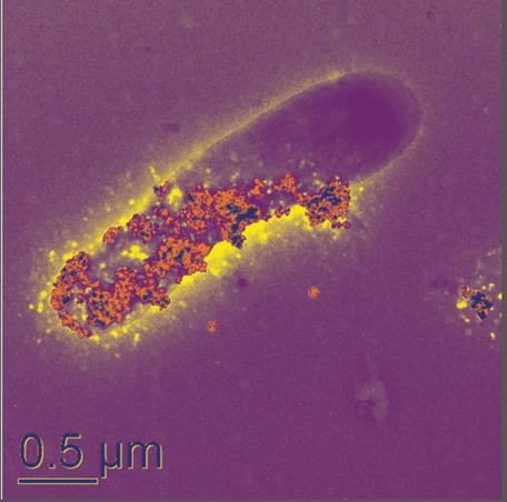 Nanoparticles on microbial cell