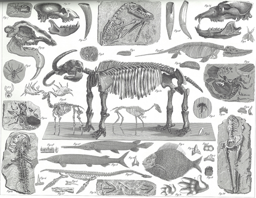 paleontologist fossils