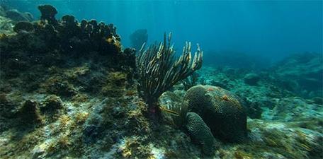 modern coral photosphere
